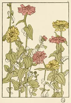 Zinnia Decorative Flower Study Print, 1899