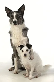 Border collie cross jack russell sales for sale