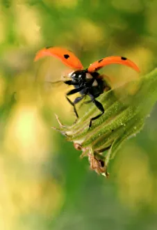7-Spot LADYBIRD - in flight, landing by flower 7-Spot LADYBIRD - in flight, landing by flower