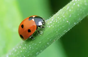 7-Spot LADYBIRD - Surrounded by dew drops 7-Spot LADYBIRD - Surrounded by dew drops