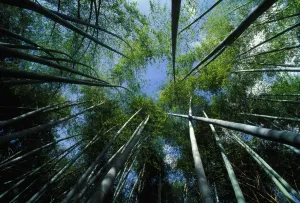 Abstract Prints: Bamboo Forest Print