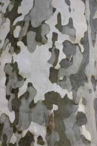 Plant Texture Prints: Plane Tree Bark Print