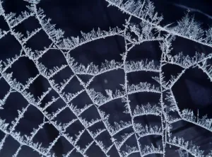 Spider Prints: Frost on Spider's Web Print, AL-2932