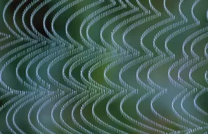 Unique Animal Photography Prints: Spiders Web - vibrating in breeze