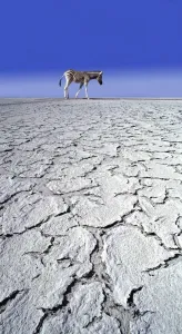 Prints of CRH-756-Rf-m ZEBRA - in drought landscape Chris Harvey Please note that prints are personal display purposes only and may not be reproduced in any way. Zebra Prints: Zebra Print in Drought Landscape