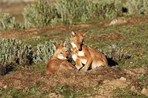 Abyssinian / Ethiopian Wolf / Simien Jackal / Simien Fox - endangered Abyssinian / Ethiopian Wolf / Simien Jackal / Simien Fox - endangered