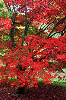 Autumn Collection: Acer palmatum - Autumn colour at Winkwort Arboretum, Surrey, UK. October