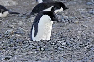Adelie Penguin - sitting on nest made from pebbles Adelie Penguin - sitting on nest made from pebbles