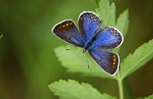 Adonis BLUE BUTTERFLY - Female resting in dull weather Adonis BLUE BUTTERFLY - Female resting in dull weather