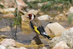 Adult European Goldfinch drinking at running water Adult European Goldfinch drinking at running water