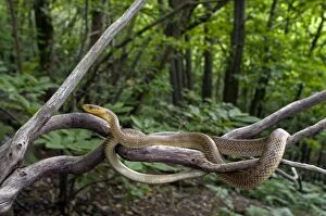 Aesculapian Snake Collection: Aesculapian Snake - in habitat - Liguria - Italy