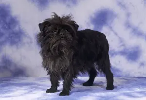 Pet Photography Studio Prints: Affenpinscher