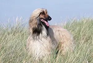 Canine Photography Prints: Afghan Hound
