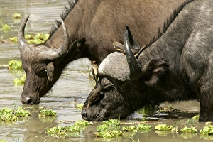 African Buffalo - drinking with Yellow-billed Oxpecker African Buffalo - drinking with Yellow-billed Oxpecker