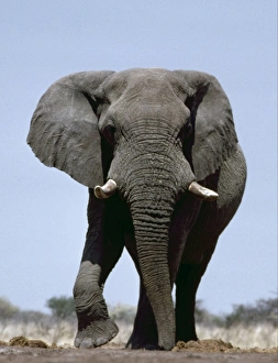 African Bull Elephant African Bull Elephant