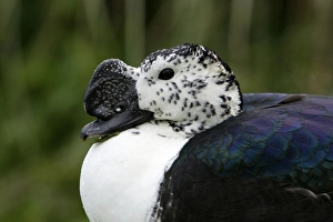 African Comb Duck - detailed study of head African Comb Duck - detailed study of head