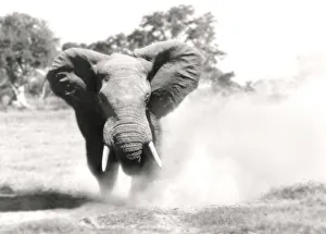 African Elephant - bull displaying aggressive behaviour when in musk African Elephant - bull displaying aggressive behaviour when in musk