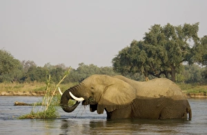 African Elephant - Bull feeding on a little grass and reed island in the Zambezi River African Elephant - Bull feeding on a little grass and reed island in the Zambezi River