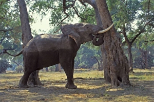 African Elephant - Bull shaking acacia tree to dislodge seedpods which it will then pick African Elephant - Bull shaking acacia tree to dislodge seedpods which it will then pick
