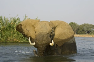 African Elephant - Bull in the Zambezi River has been feeding on a reed island African Elephant - Bull in the Zambezi River has been feeding on a reed island
