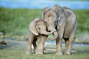 African ELEPHANT - two calves with trunks together African ELEPHANT - two calves with trunks together