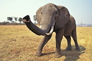 African Elephant - Checking out photographer African Elephant - Checking out photographer