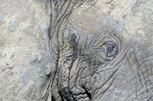 African Elephant - close-up of eye, in musth African Elephant - close-up of eye, in musth