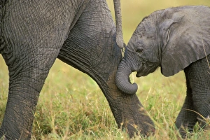 African Elephant - Cow with young calf. Calf following mum, staying in contact African Elephant - Cow with young calf. Calf following mum, staying in contact