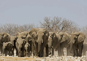 African Elephant - Family group emerging from the dry bush African Elephant - Family group emerging from the dry bush