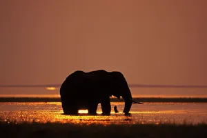 African Elephant - feeding in Lake African Elephant - feeding in Lake