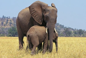 African ELEPHANT - female / cow with young calf African ELEPHANT - female / cow with young calf