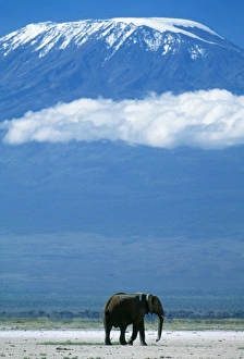 AFRICAN ELEPHANT - old bull, with Mt. Kilimanjaro in distance AFRICAN ELEPHANT - old bull, with Mt. Kilimanjaro in distance