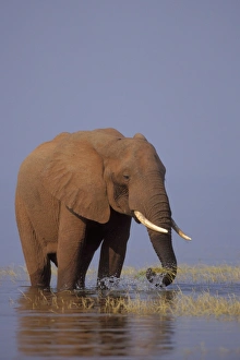 African Elephant - Pulling up grass growing along shore of Lake Kariba African Elephant - Pulling up grass growing along shore of Lake Kariba