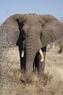African Elephant - selecting vegetation to eat African Elephant - selecting vegetation to eat