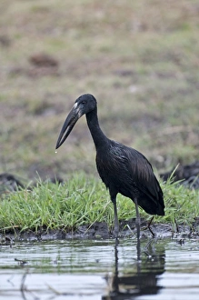 African Openbill / Openbilled Stork - standing in water African Openbill / Openbilled Stork - standing in water