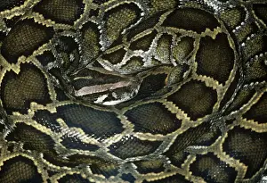 African Rock Python - Coiled Print