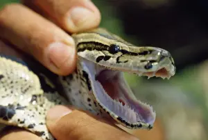 Reptile Photography Prints: African Rock Python - showing teeth