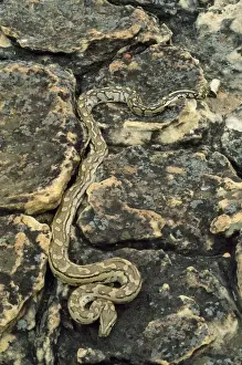 African Rock Python Prints: African Rock Python Zimbabwe, Africa