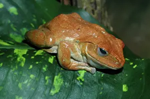 Prints of PM-10034 African Tree Frog Ploypedates leucomystax Pat Morris Please note that prints are for personal display purposes only and may not be reproduced in any way. Amphibian Prints: African Tree Frog Print (Ploypedates leucomystax)