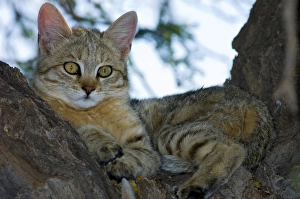 African Wild Cat - Kitten sheltering in camelthorn during heat of day African Wild Cat - Kitten sheltering in camelthorn during heat of day