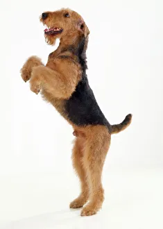Airedale Terrier Dog - on hind legs Airedale Terrier Dog - on hind legs