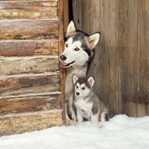 Alaskan Malamute Dog - adult with puppy at log cabin door Alaskan Malamute Dog - adult with puppy at log cabin door