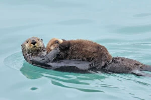 Picture Collection: Alaskan / Northern Sea Otter - mother carrying very young pup - Alaska _D3B3040