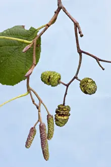 Alder Tree Prints: Alder Tree - leaf & catkins