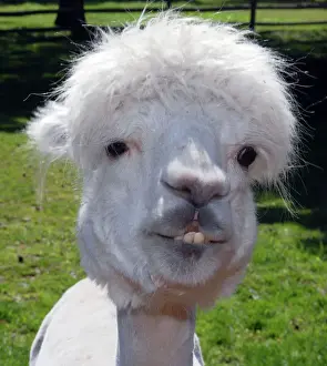 Prints of PM-10663 Alpaca Vicugna pacos Pat Morris Camelidae Prints: Alpaca Print - Vicugna pacos (PM-10663)