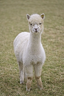 Alpacas - are native to Peru and have been domesticated for thousands of years Alpacas - are native to Peru and have been domesticated for thousands of years