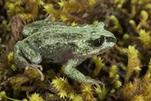 Amphibian Species Prints: Altiphrynoides malcolmi