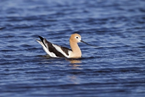 American Avocet - on the water - in breeding plumage American Avocet - on the water - in breeding plumage