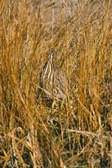 American Bittern Print: A Waterbird in Flight