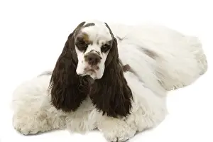 Personal Use Dog Prints Only Prints: American Cocker Spaniel - lying down